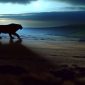 The Beast of Exmoor,